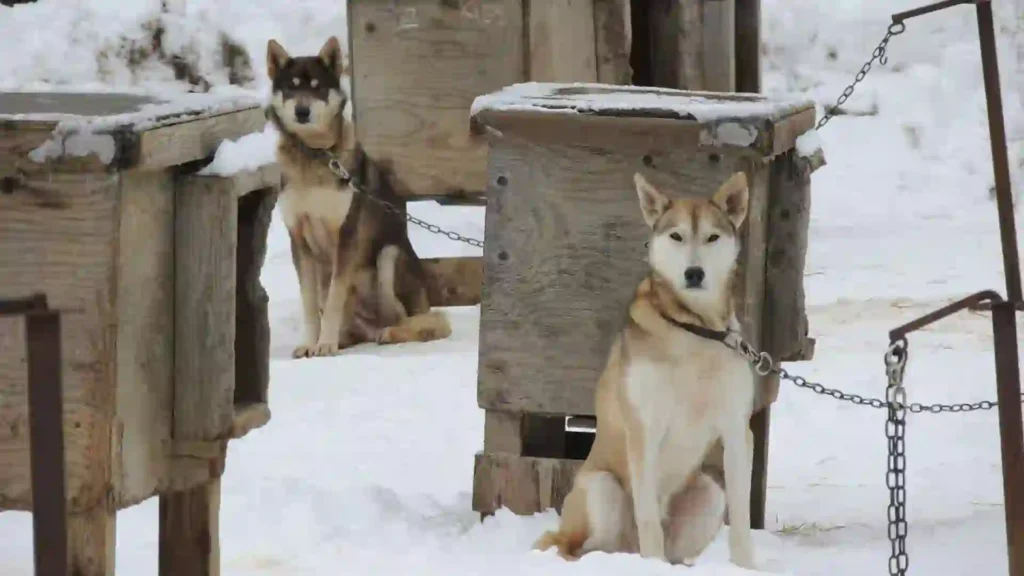 Alaskan Malamutes, Mountain Dogs