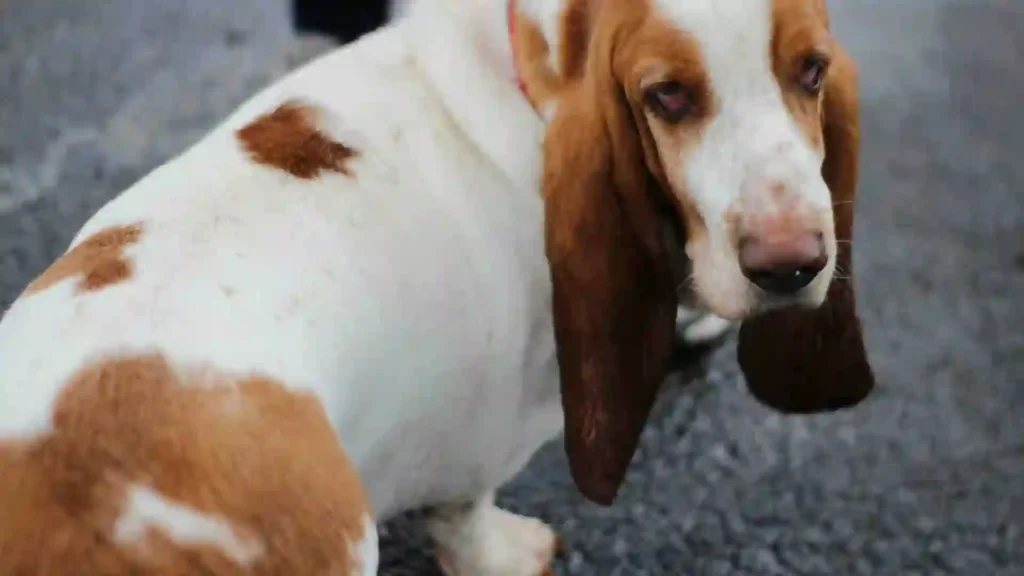 Basset Hound