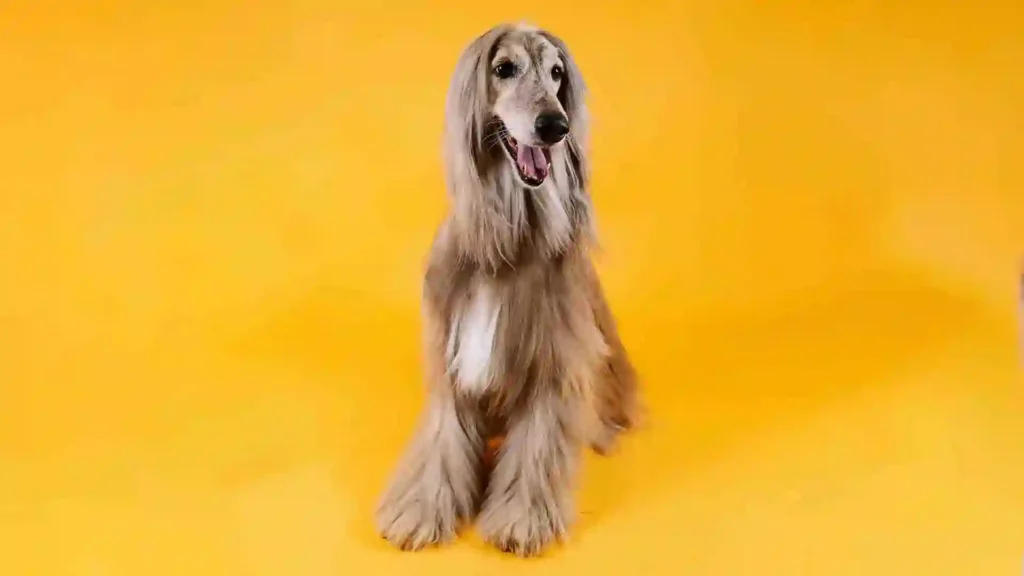 The Afghan Hound