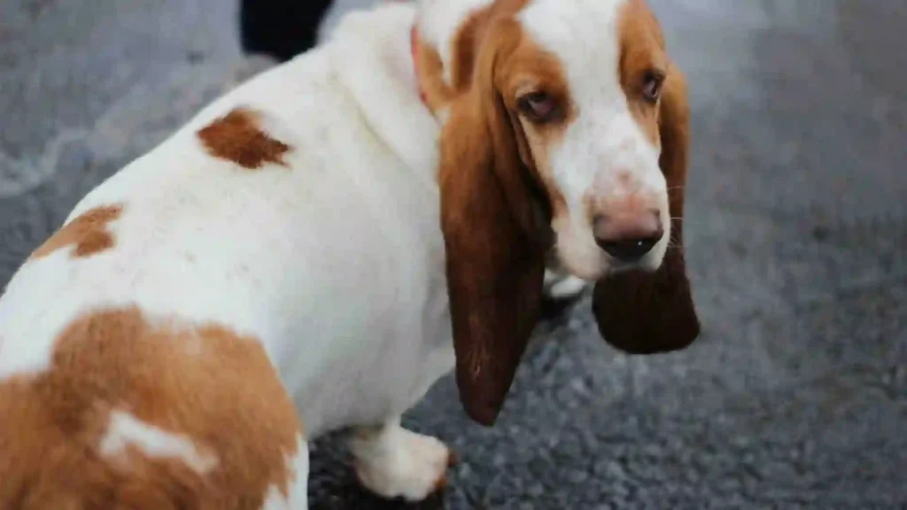 Short Legged Basset