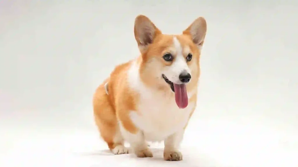 Short Legs Corgi (2)