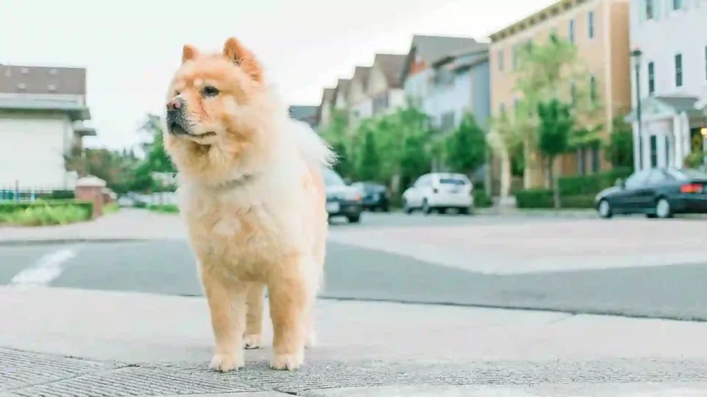 (Chow Chow) 8 Of The Most Timid And Shy Dog Breeds