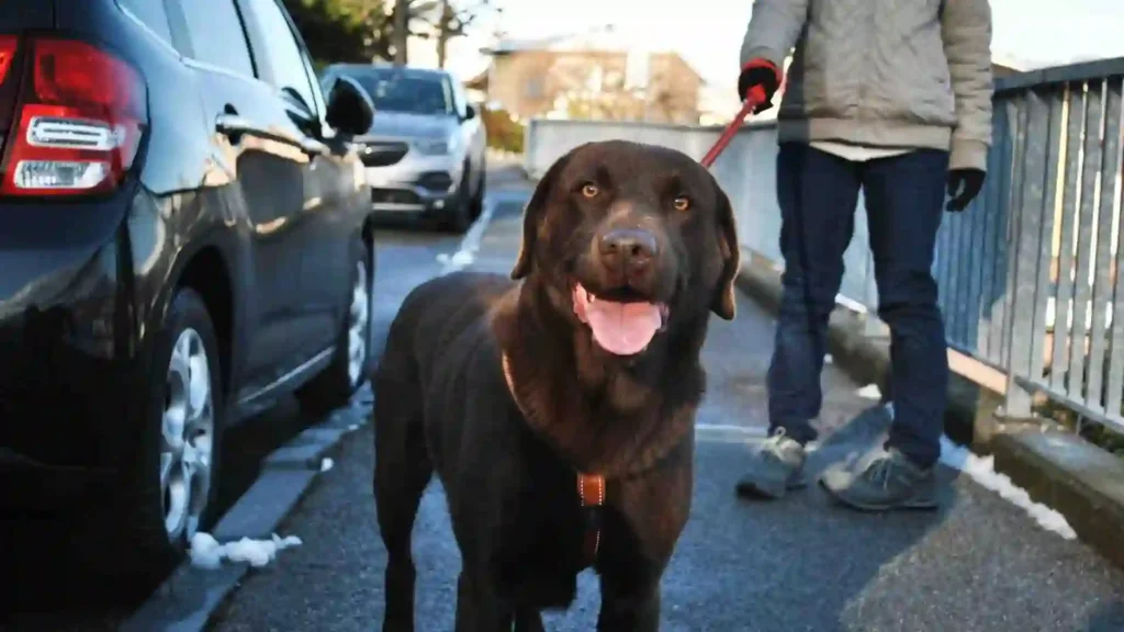 Leash Training Your Pet