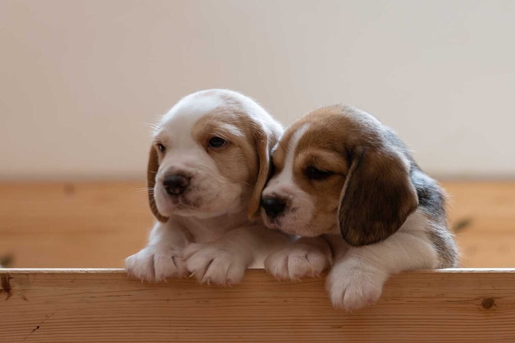 10 Cute Dogs with Big Floppy Ears That Will Melt Your Heart Beagle