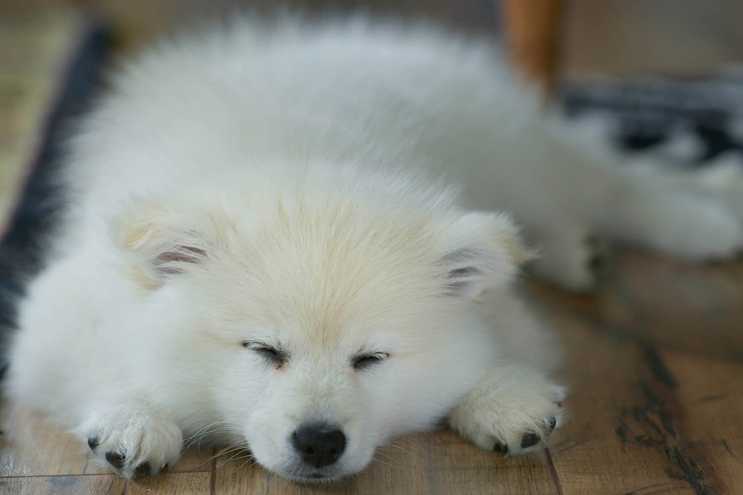 10 Cute Dogs with Big Floppy Ears That Will Melt Your Heart
