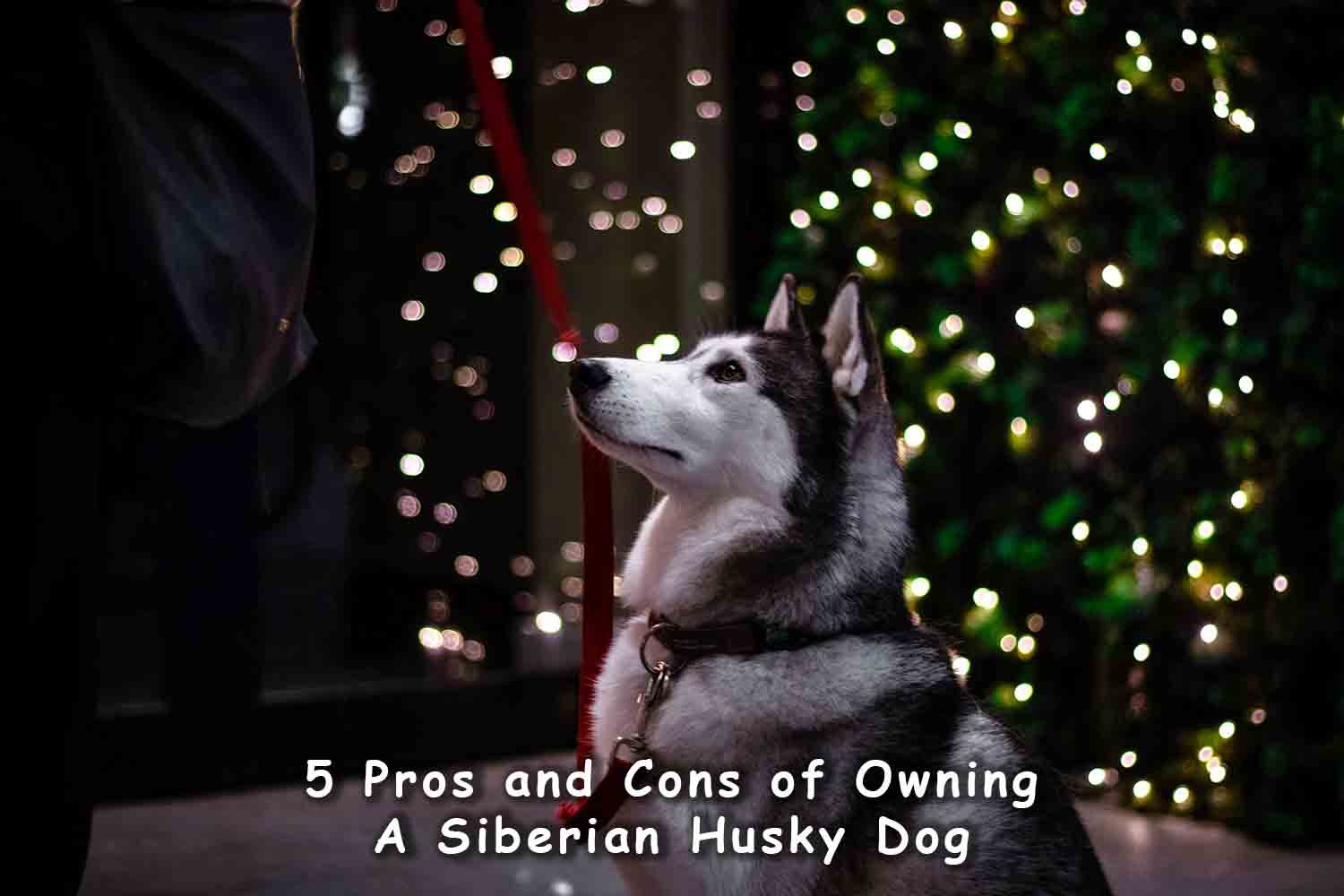 Siberian Husky staring at lights