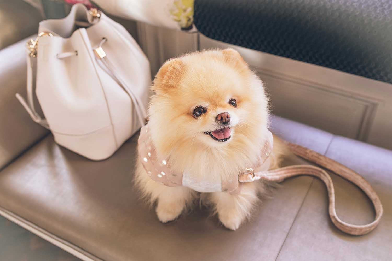 7 Common Mistakes That New Pomeranian Owners Make