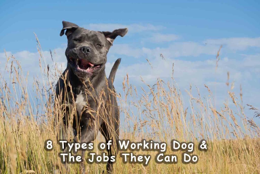 8 Types of Working Dog and The Jobs They Can Do My Gov Naukri 3