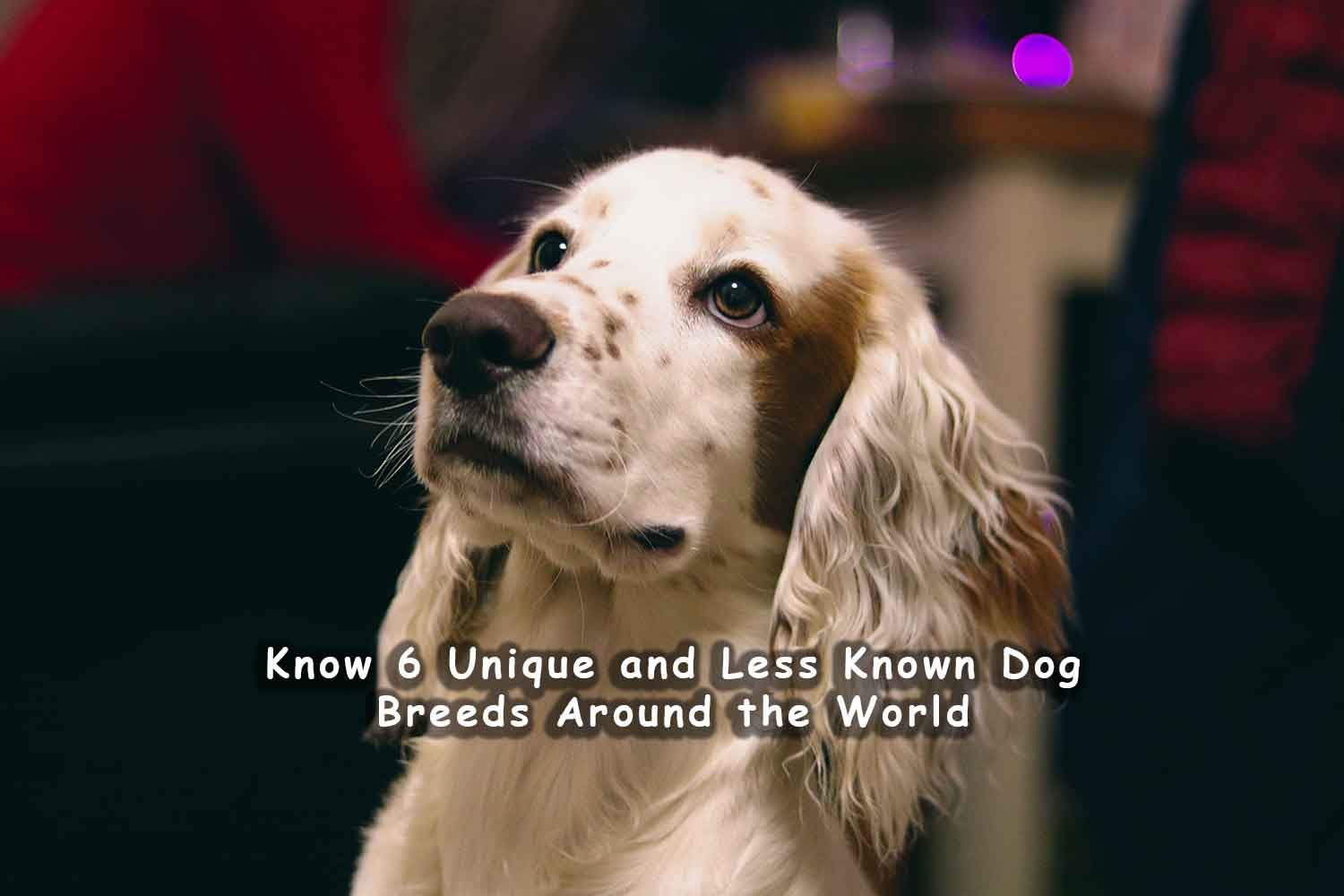 Know 6 unique and less known dog breeds around the world