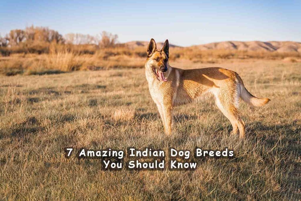 Top 10 Best Dog Breeds for Protection and Farms