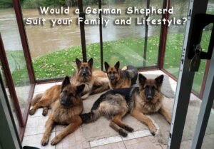 German Shepherd group in living room