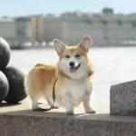 Short Legs Corgi